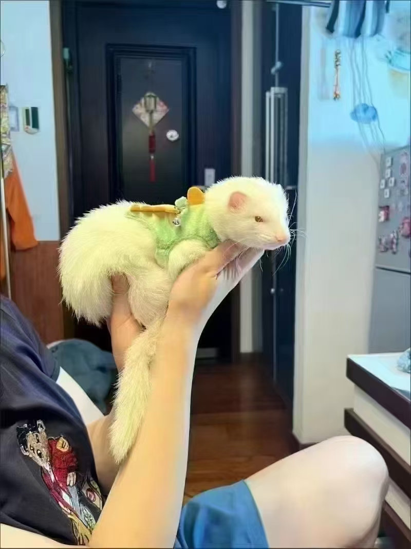 白貂